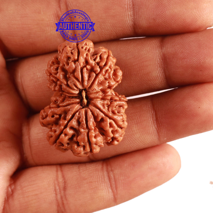 Gaurishanker Nepalese Rudraksha Bead No. - 164