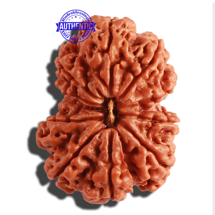 Gaurishanker Nepalese Rudraksha Bead No. - 164