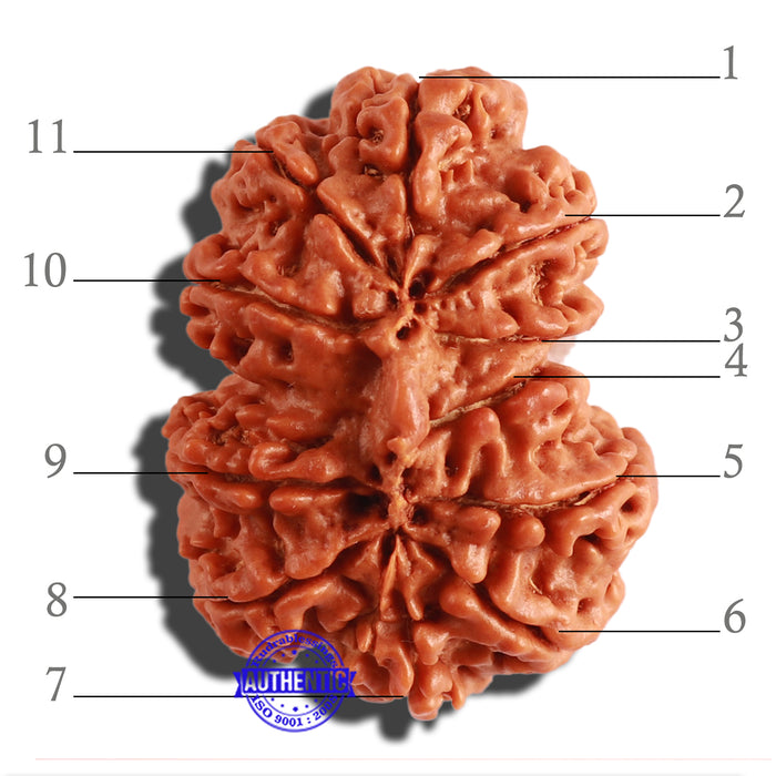 Gaurishanker Nepalese Rudraksha Bead No. - 164