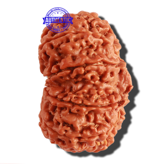 Gaurishanker Nepalese Rudraksha Bead No. - 164
