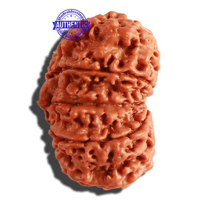 Gaurishanker Nepalese Rudraksha Bead No. - 164