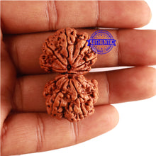 Load image into Gallery viewer, Gaurishanker Nepalese Rudraksha Bead No. - 166
