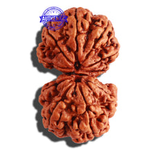 Load image into Gallery viewer, Gaurishanker Nepalese Rudraksha Bead No. - 166
