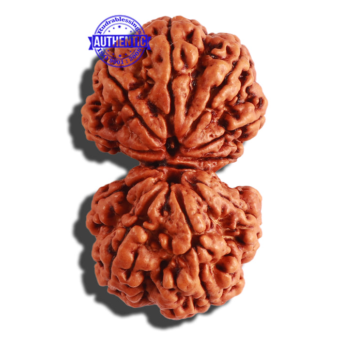 Gaurishanker Nepalese Rudraksha Bead No. - 166