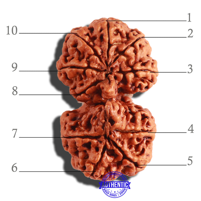 Gaurishanker Nepalese Rudraksha Bead No. - 166