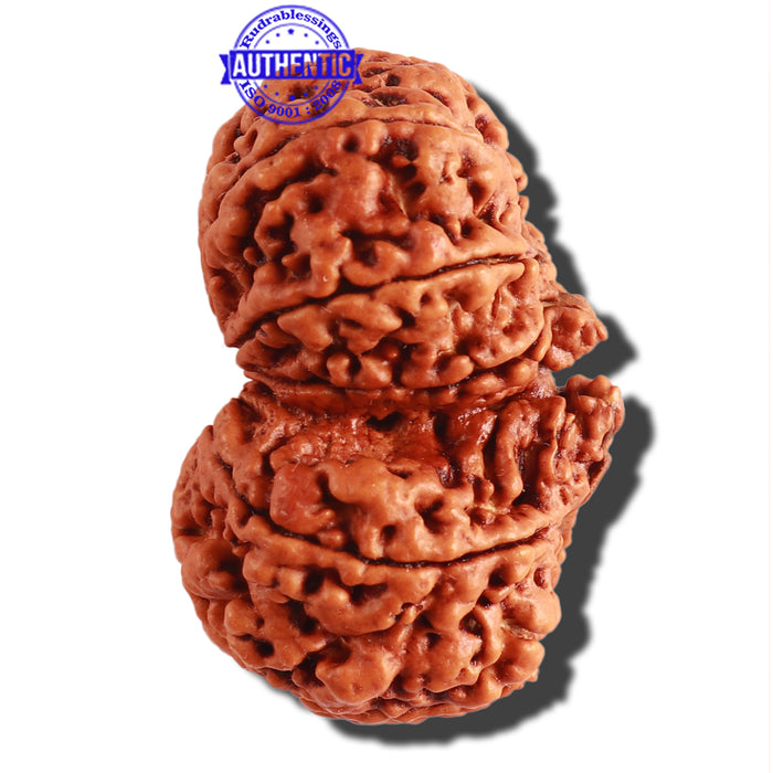 Gaurishanker Nepalese Rudraksha Bead No. - 166