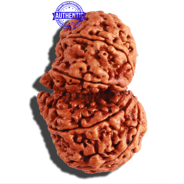 Gaurishanker Nepalese Rudraksha Bead No. - 166
