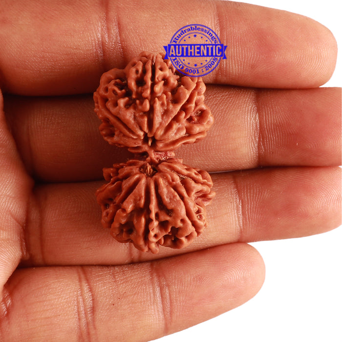 Gaurishanker Nepalese Rudraksha Bead No. 168