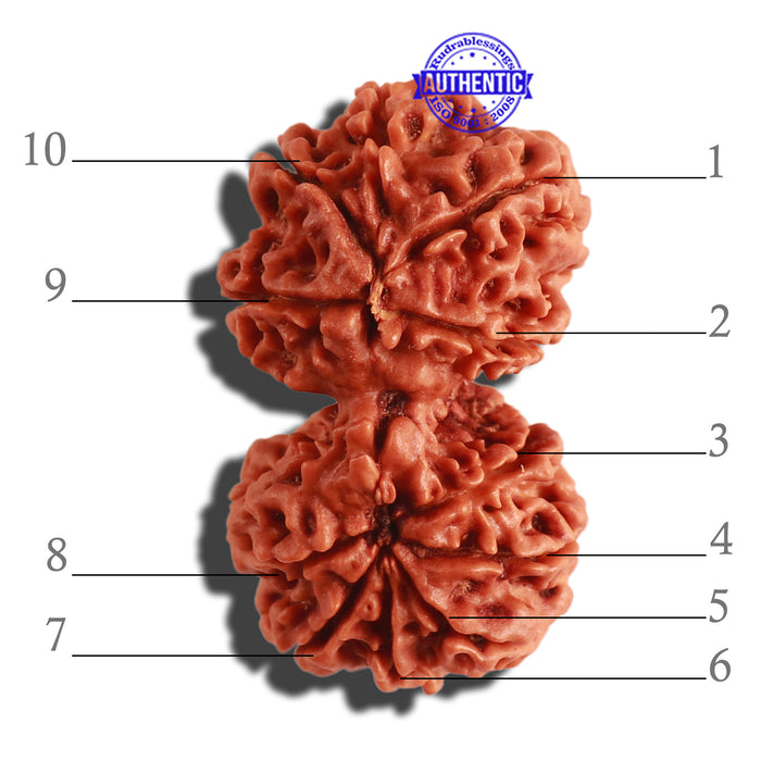 Gaurishanker Nepalese Rudraksha Bead No. 168