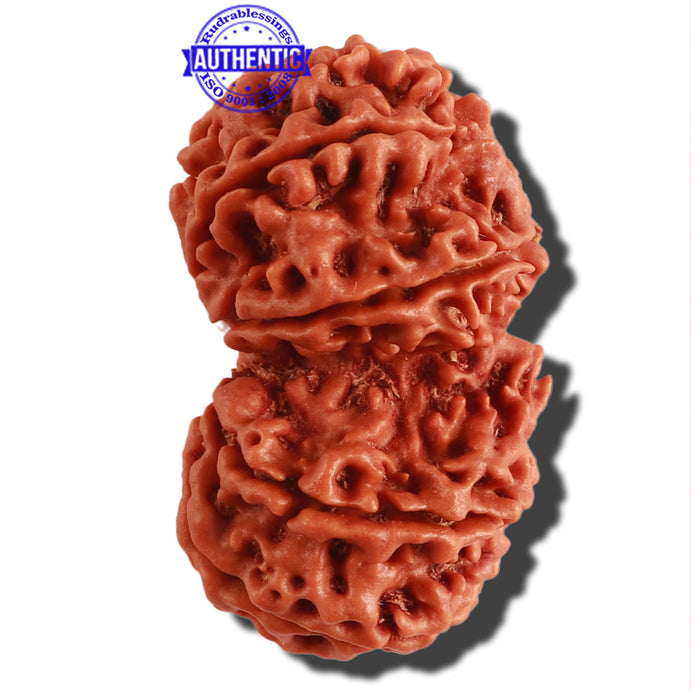 Gaurishanker Nepalese Rudraksha Bead No. 168