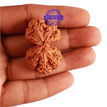 Load image into Gallery viewer, Gaurishanker Nepalese Rudraksha Bead No. - 169
