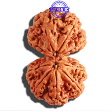 Load image into Gallery viewer, Gaurishanker Nepalese Rudraksha Bead No. - 169
