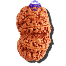 Load image into Gallery viewer, Gaurishanker Nepalese Rudraksha Bead No. - 169
