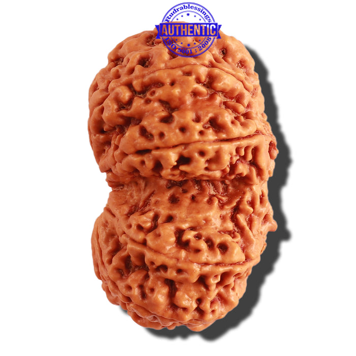 Gaurishanker Nepalese Rudraksha Bead No. - 169
