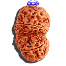 Load image into Gallery viewer, Gaurishanker Nepalese Rudraksha Bead No. - 169
