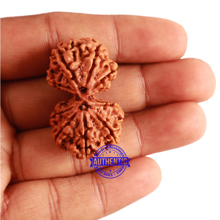Gaurishanker Nepalese Rudraksha Bead No. - 172
