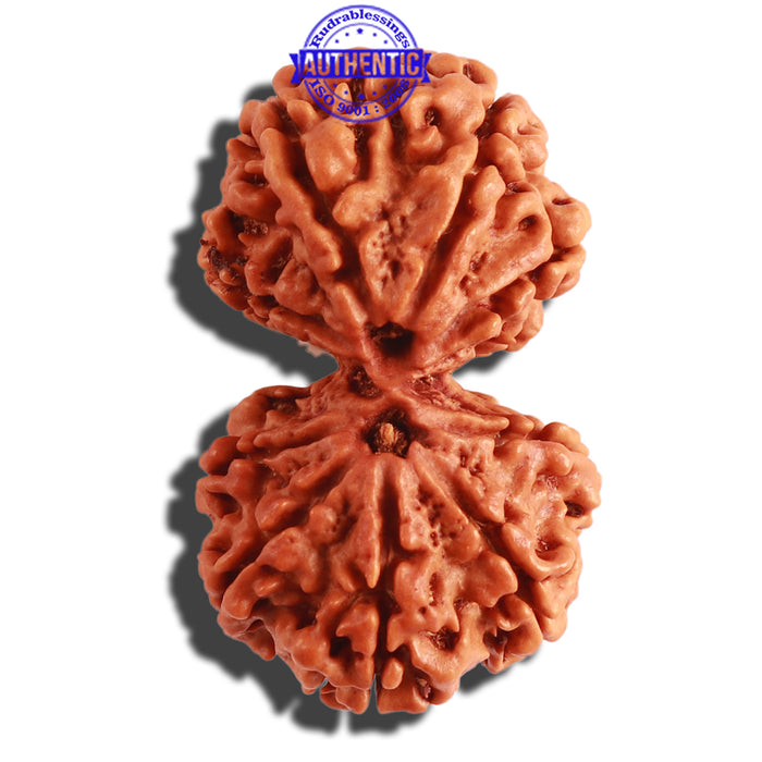 Gaurishanker Nepalese Rudraksha Bead No. - 172