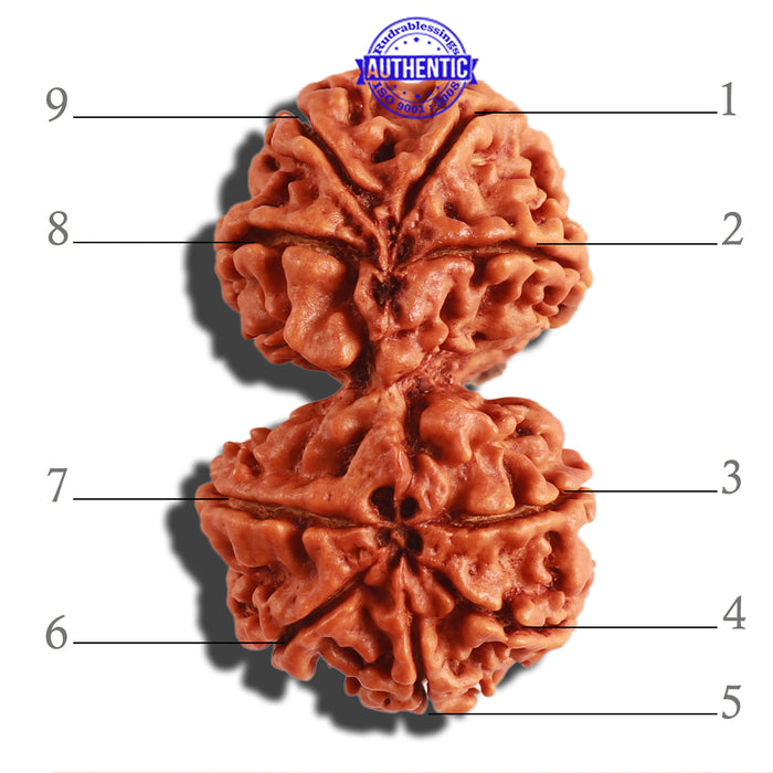 Gaurishanker Nepalese Rudraksha Bead No. - 172
