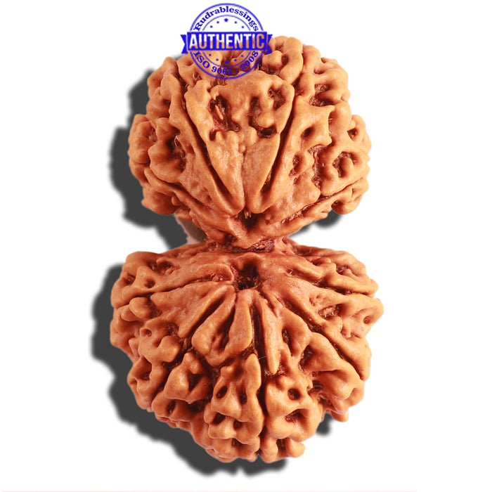 Gaurishanker Nepalese Rudraksha - Bead No. 173