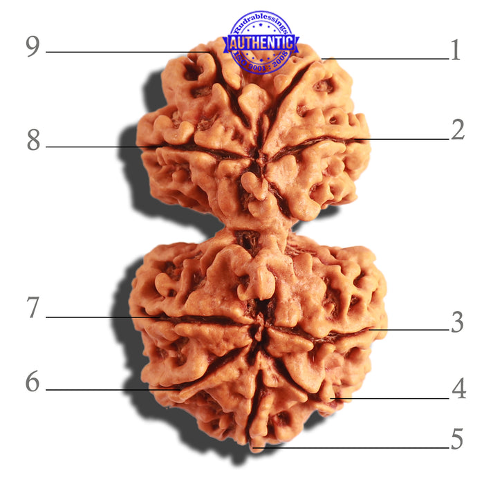 Gaurishanker Nepalese Rudraksha - Bead No. 173