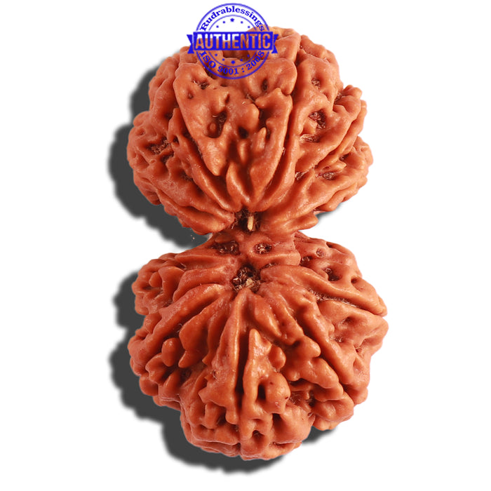 Gaurishanker Nepalese Rudraksha - Bead No. 174
