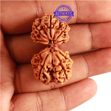 Load image into Gallery viewer, Gaurishanker Nepalese Rudraksha Bead No. - 175
