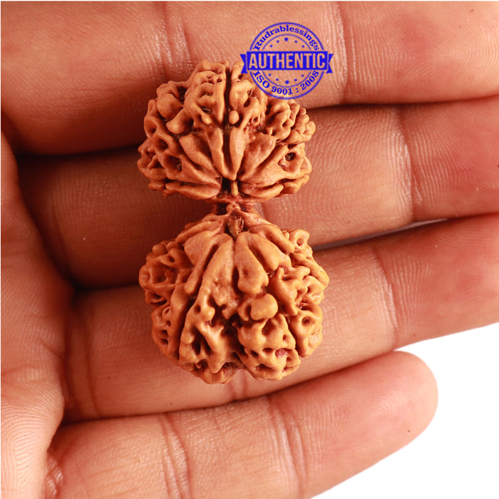 Gaurishanker Nepalese Rudraksha Bead No. - 175