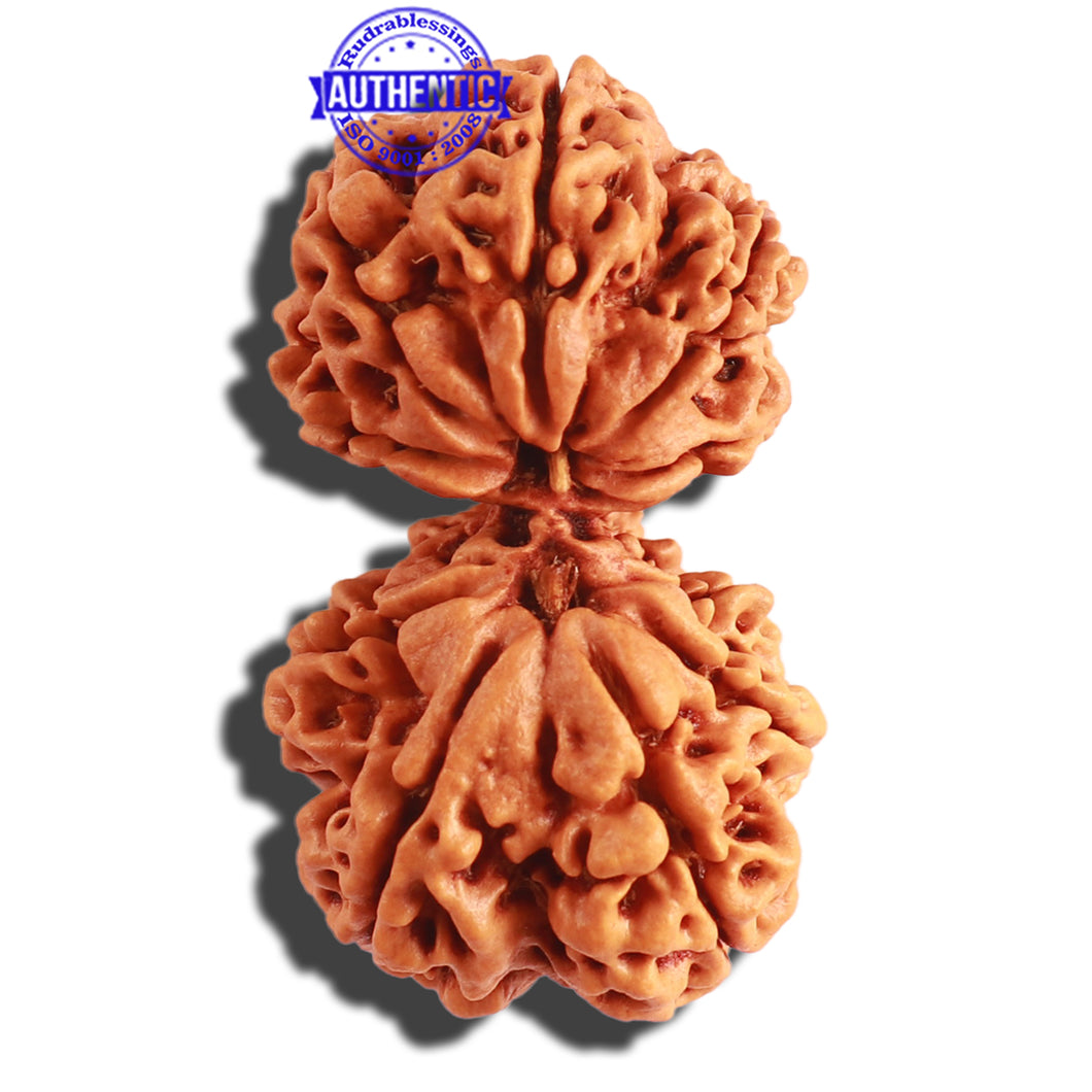 Gaurishanker Nepalese Rudraksha Bead No. - 175