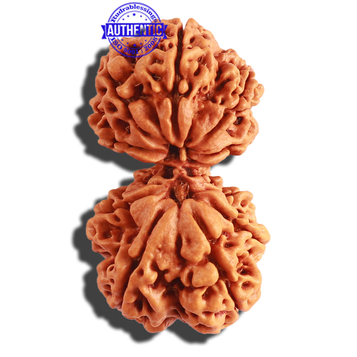 Gaurishanker Nepalese Rudraksha Bead No. - 175