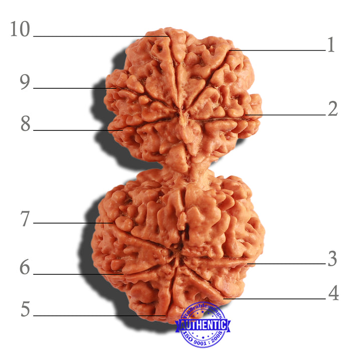 Gaurishanker Nepalese Rudraksha Bead No. - 176