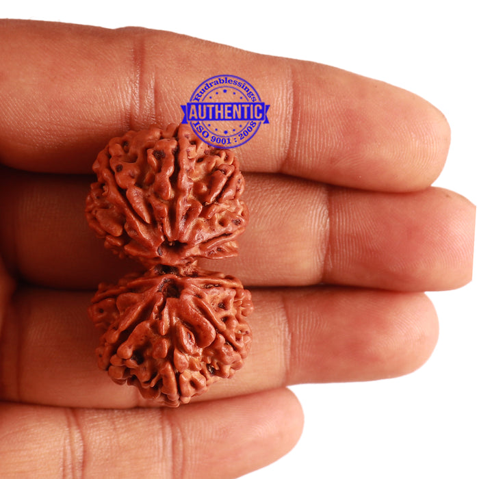 Gaurishankar Rudraksha with Ganesha - Bead No. 177