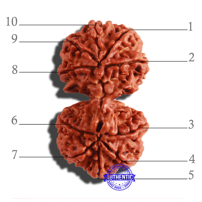 Gaurishankar Rudraksha with Ganesha - Bead No. 177