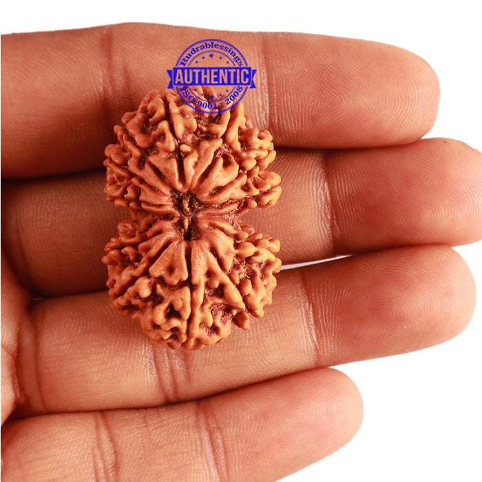 Gaurishanker Nepalese Rudraksha Bead No. 179