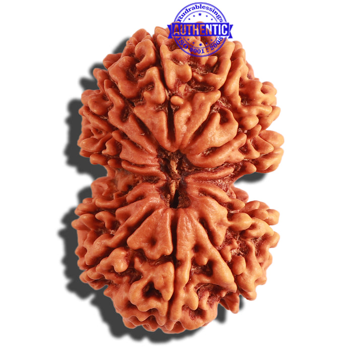 Gaurishanker Nepalese Rudraksha Bead No. 179