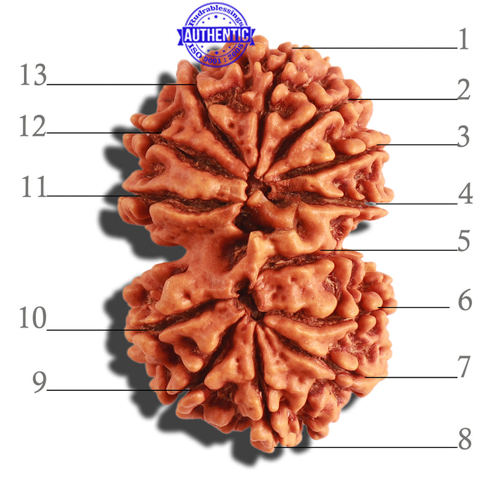 Gaurishanker Nepalese Rudraksha Bead No. 179