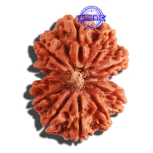 Load image into Gallery viewer, Gaurishanker Nepalese Rudraksha Bead No. 180
