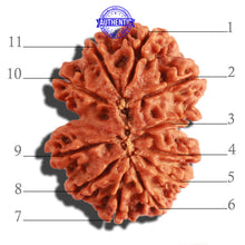 Load image into Gallery viewer, Gaurishanker Nepalese Rudraksha Bead No. 180
