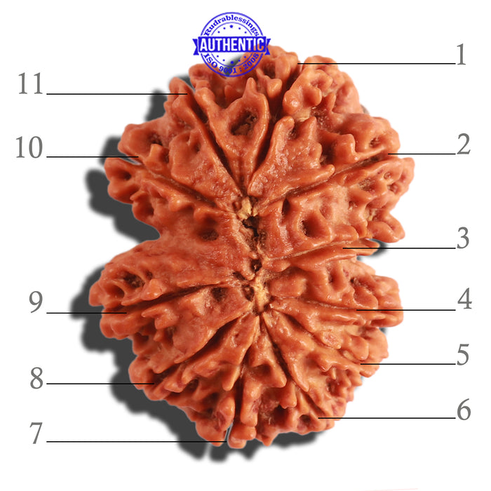 Gaurishanker Nepalese Rudraksha Bead No. 180