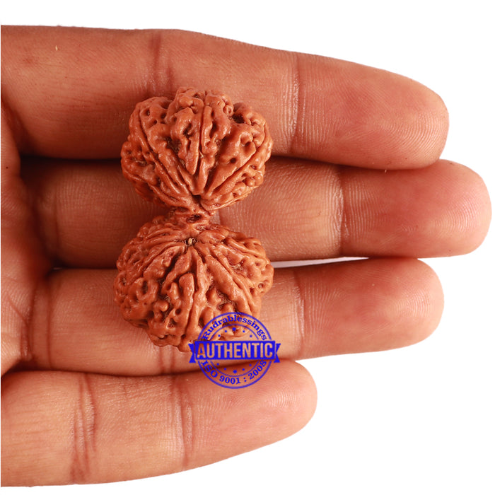 Gaurishanker Nepalese Rudraksha Bead No. - 181