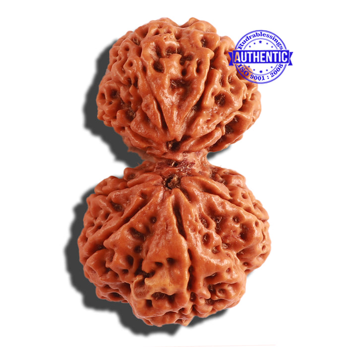 Gaurishanker Nepalese Rudraksha Bead No. - 182