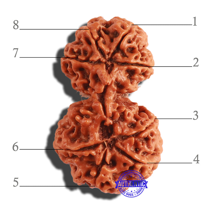 Gaurishanker Nepalese Rudraksha Bead No. - 182