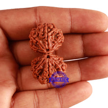 Load image into Gallery viewer, Gaurishanker Nepalese Rudraksha Bead No. - 183
