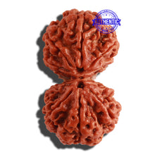 Load image into Gallery viewer, Gaurishanker Nepalese Rudraksha Bead No. - 183
