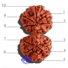 Load image into Gallery viewer, Gaurishanker Nepalese Rudraksha Bead No. - 183

