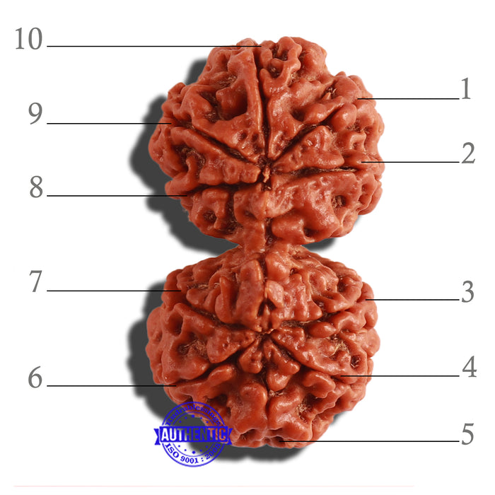 Gaurishanker Nepalese Rudraksha Bead No. - 183