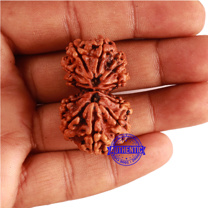 Gaurishanker Nepalese Rudraksha Bead No. - 184