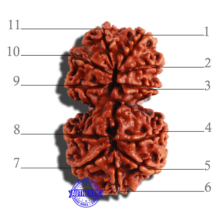Gaurishanker Nepalese Rudraksha Bead No. - 184