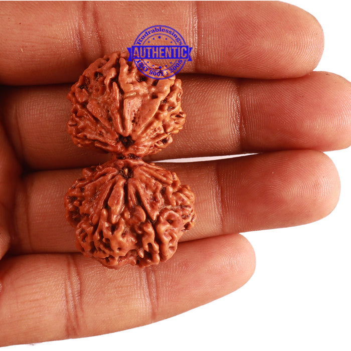 Gaurishanker  Nepalese Rudraksha Bead No. - 185