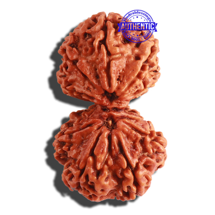 Gaurishanker  Nepalese Rudraksha Bead No. - 185