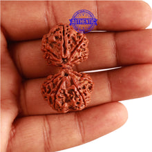 Load image into Gallery viewer, Gaurishanker Nepalese Rudraksha Bead No. - 186

